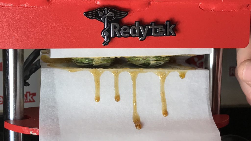 Getting huge returns using the rosin technique for turning flower into solventless concentrate using a Redytek personal rosin press